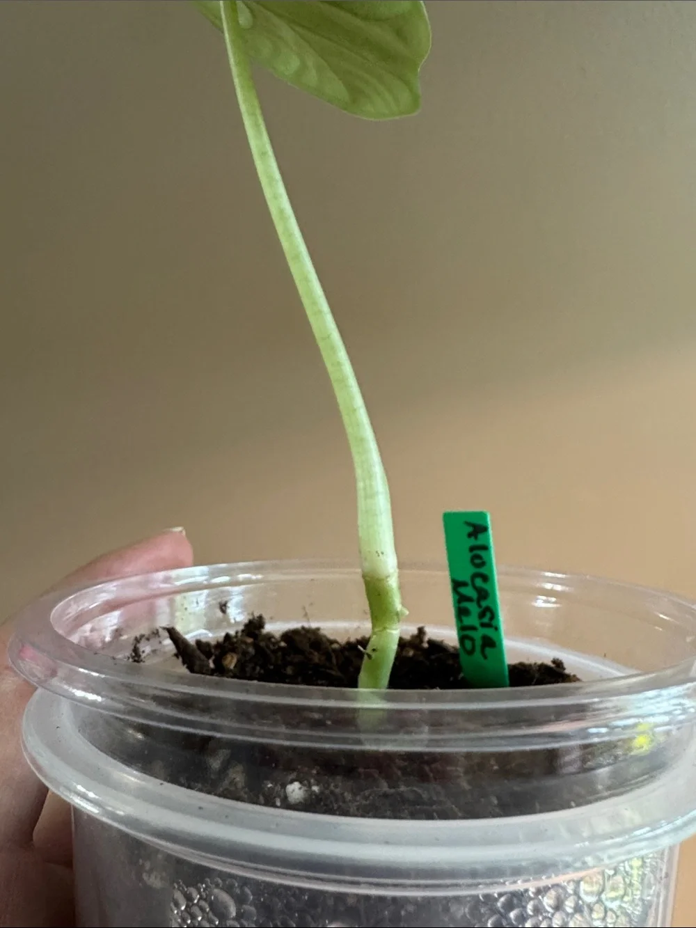 Alocasia Melo